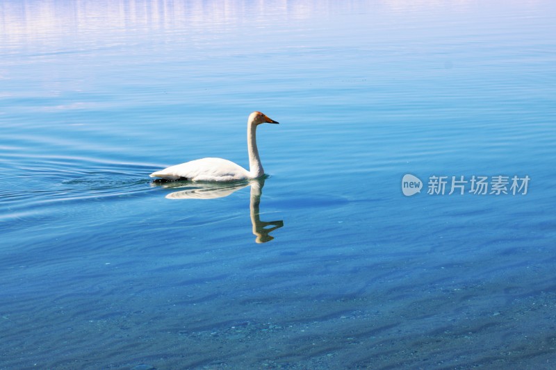 新疆赛里木湖的天鹅