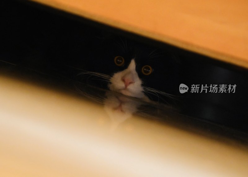 宠物猫咪