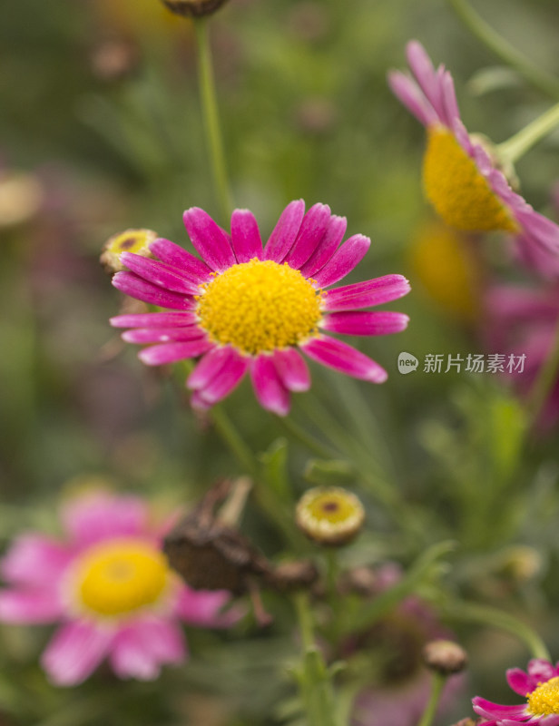 竞相开放的花朵