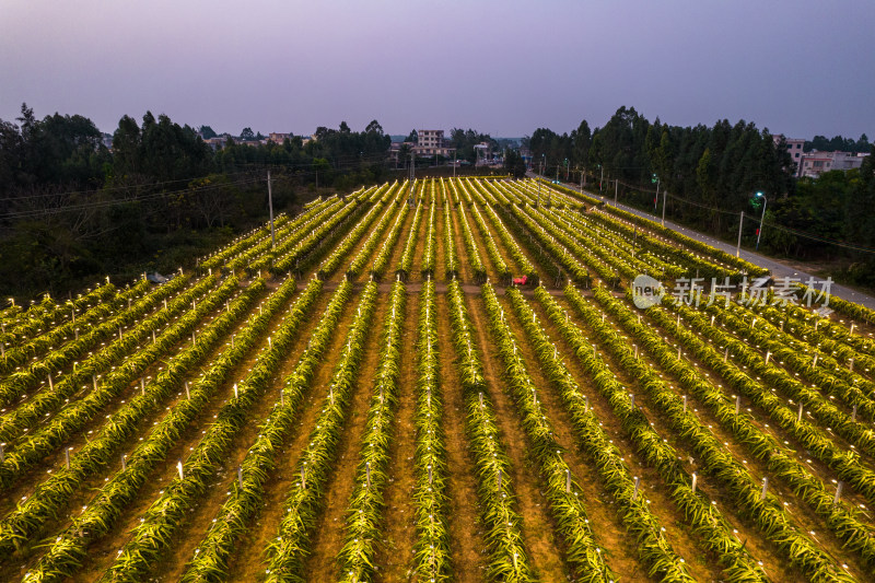 火龙果园夜景航拍