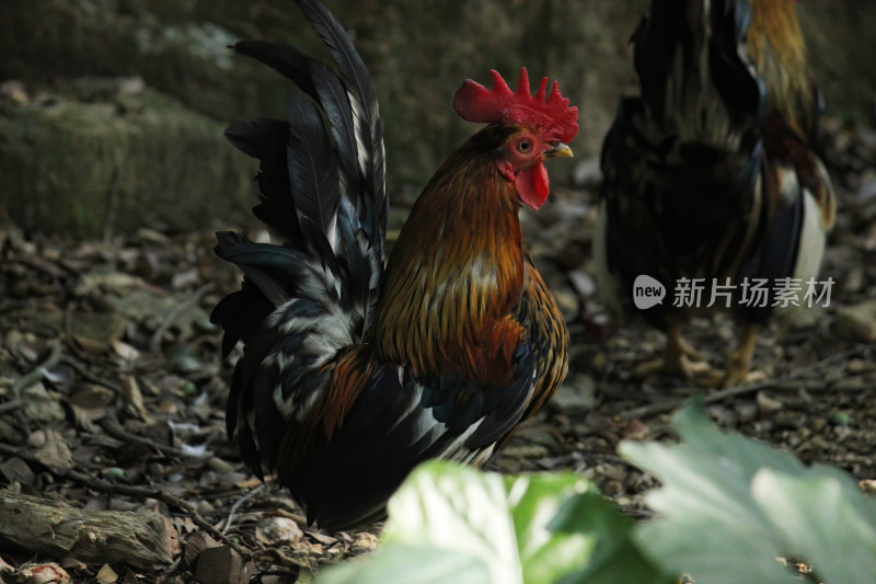 散养鸡在野外土地上觅食的场景