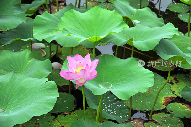 北京紫竹院荷花