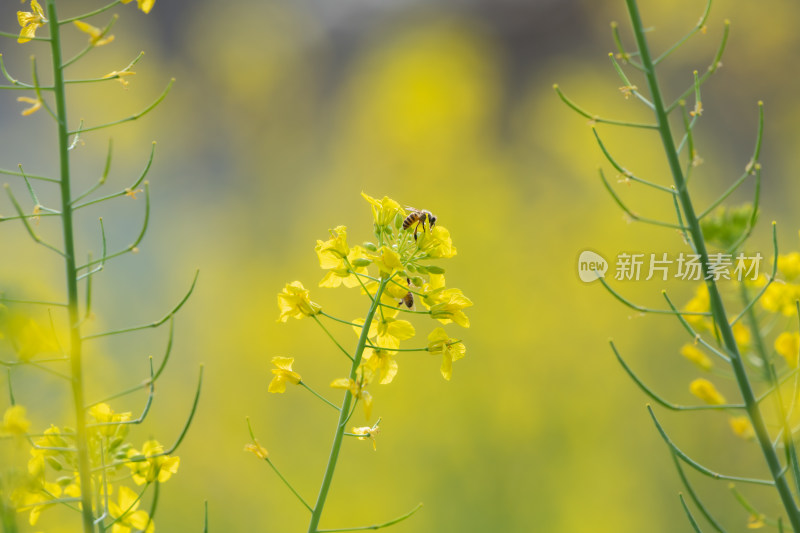 春天油菜花和蜜蜂