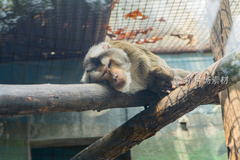 猴子在树干上休息睡觉