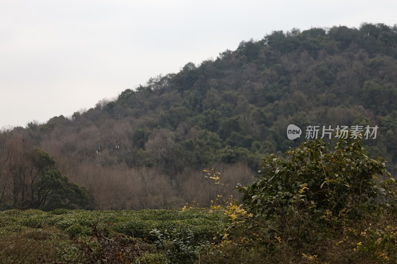 山林植被自然景观