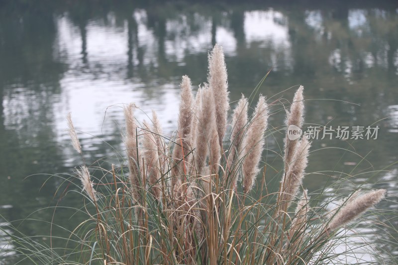 浴鹄湾芦苇