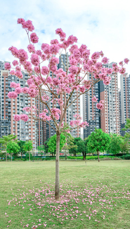 盛开的紫花风铃木