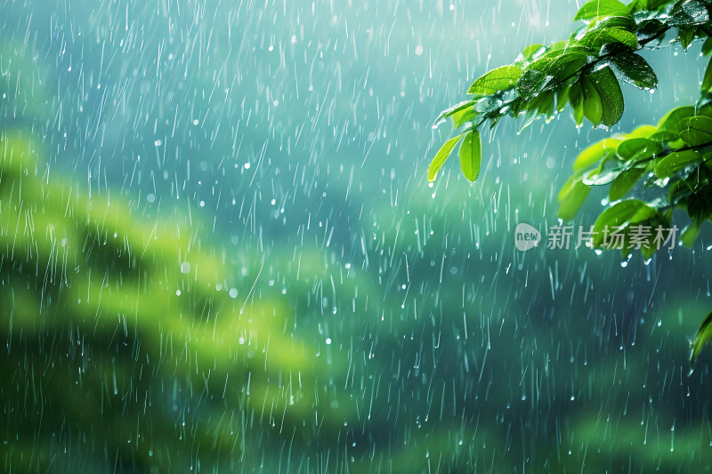 自然风景植物背景雨水