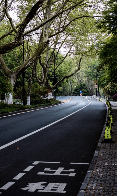 杭州西湖杨公堤林荫覆盖的城市道路