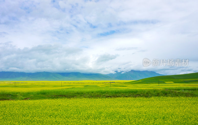 甘肃门源油菜花海