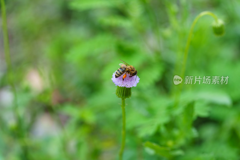 蓝花野茼蒿上的蜜蜂