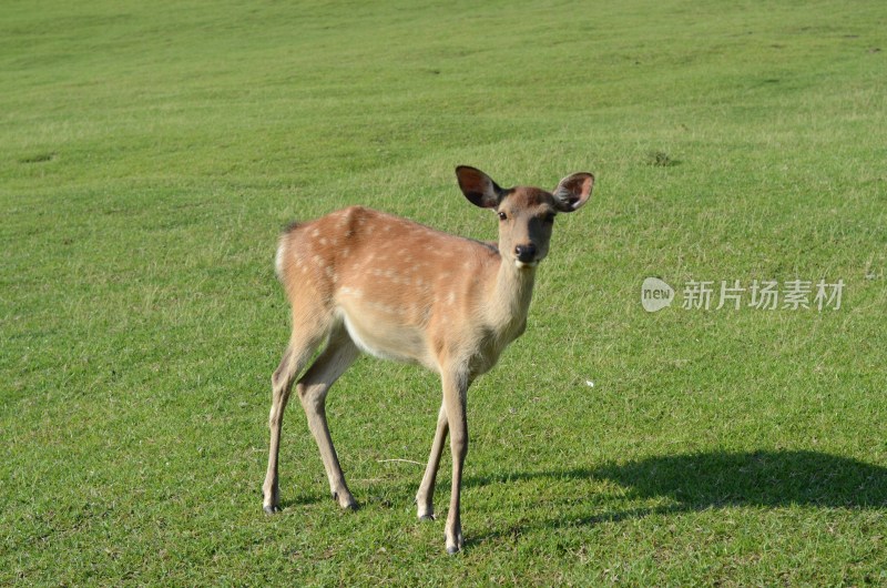 日本奈良小鹿