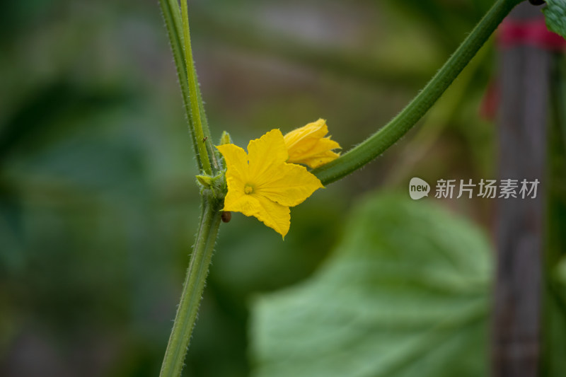 黄瓜藤上正在盛放的黄色花朵特写