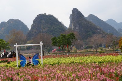 金鱼草缤纷花海