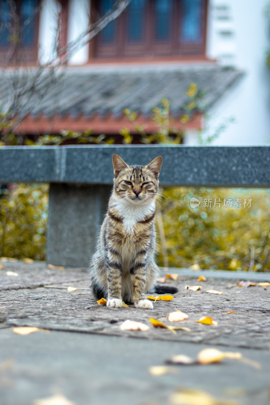 耍酷的猫猫