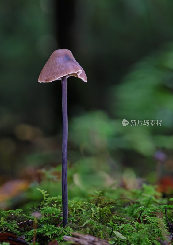 野生菌野生菌蘑菇生长环境菌类山菌