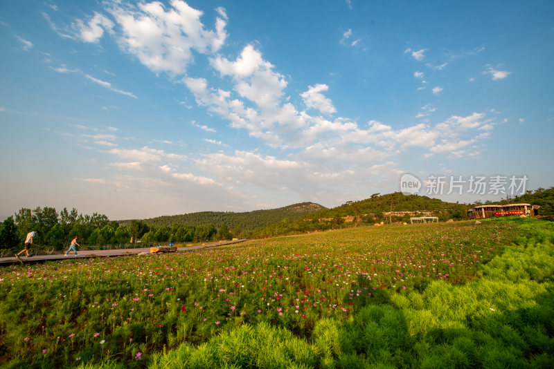 枣庄凤凰绿道陌上花开板块格桑花开景区