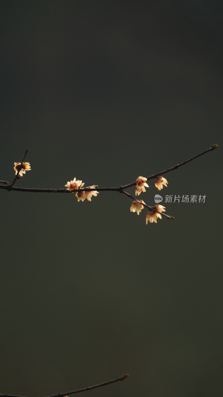 枝头花朵绽放的自然景象