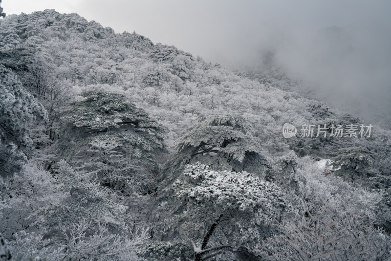 被雪覆盖的黄山山林景象