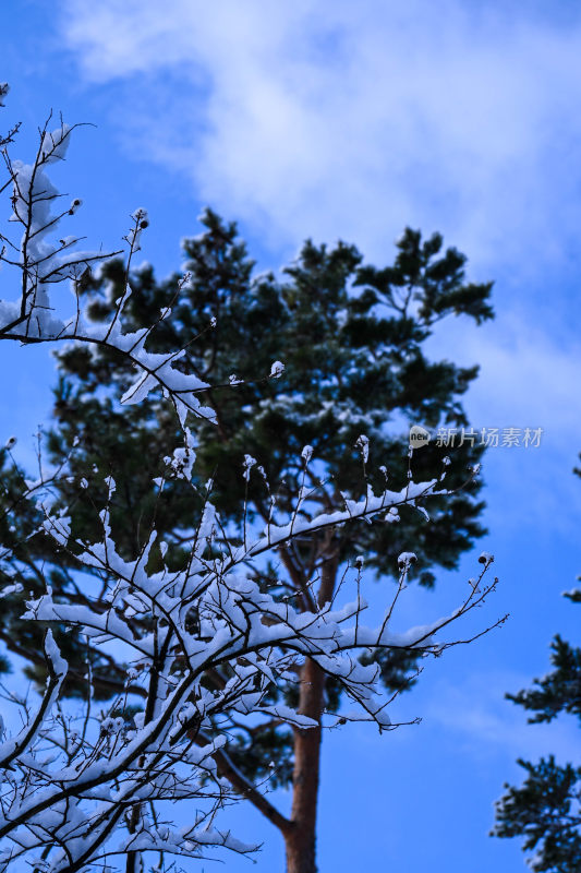 雪覆盖的松树与蓝天