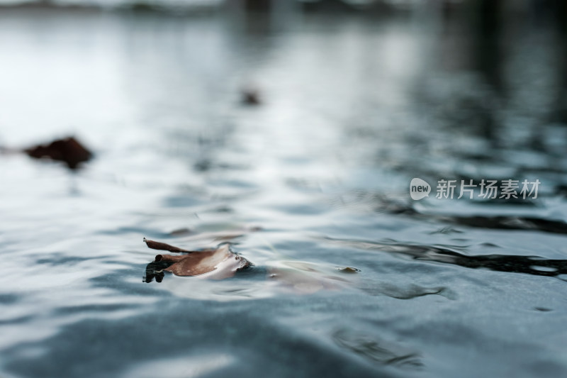 水中落叶特写展现静谧自然景象