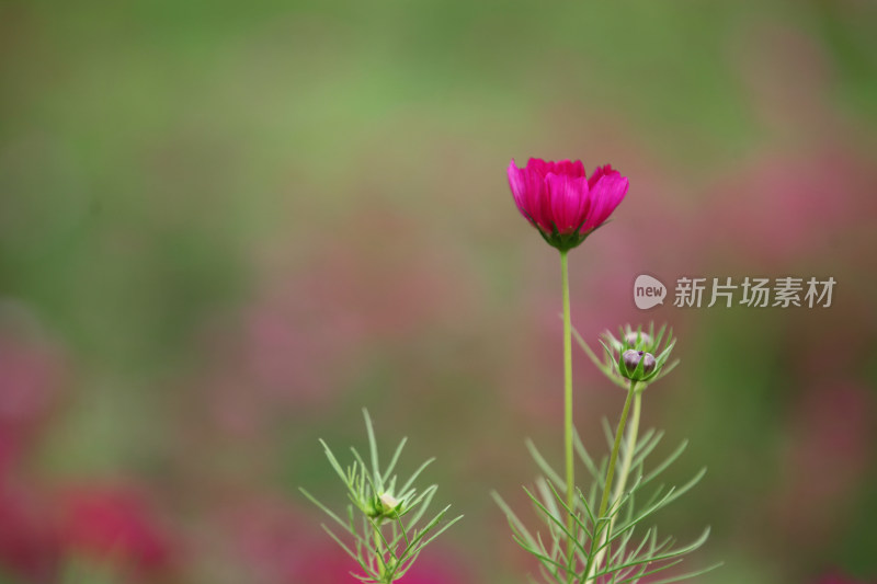 虞美人秋英花格桑花花海