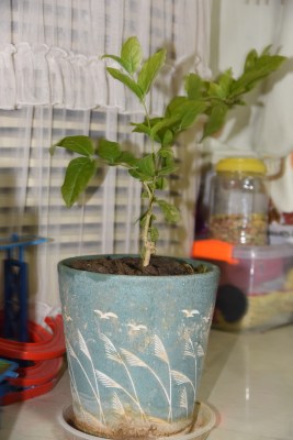 室内窗台盆栽绿植特写