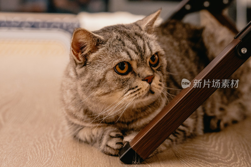 房间里可爱的宠物猫咪