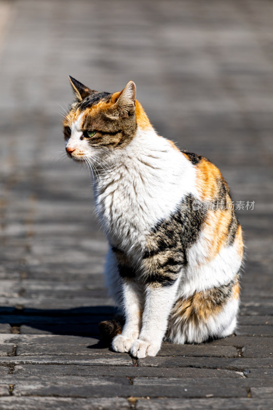 邹城孟府景区里的流浪猫特写镜头