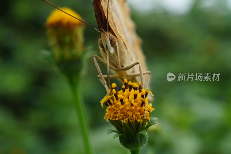 草丛中以花蜜为食的昆虫