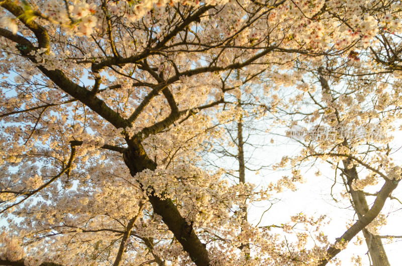 春天盛开的樱花花枝