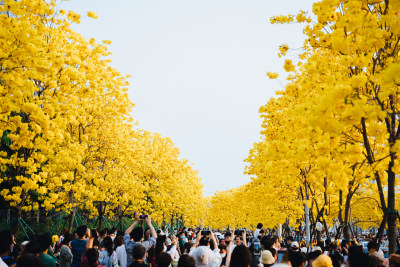 黄花风铃木