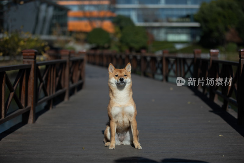 一只坐在栈道上的柴犬