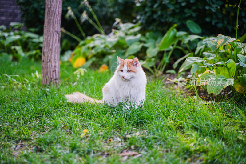 一只猫坐在草地上