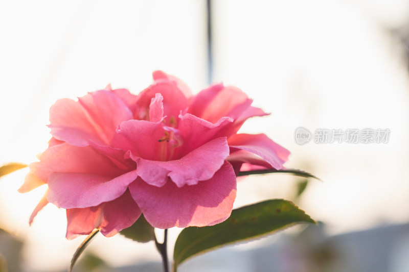 夕阳下的山茶花特写