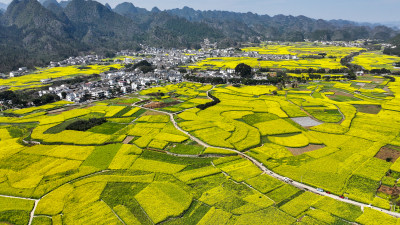 金色田园风光  油菜花海与村落