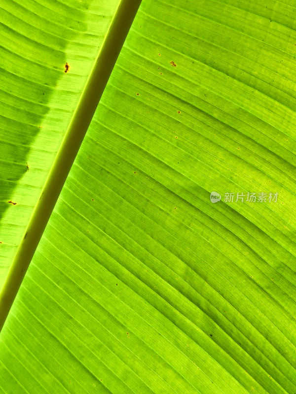 庭院中芭蕉树与竹编建筑