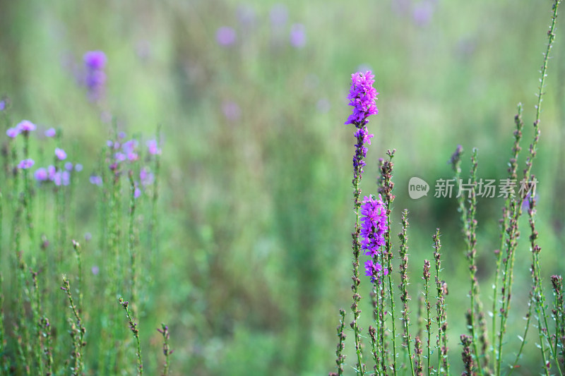 白屈菜在野外开紫色的花