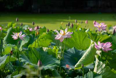 池塘里清新自然荷花