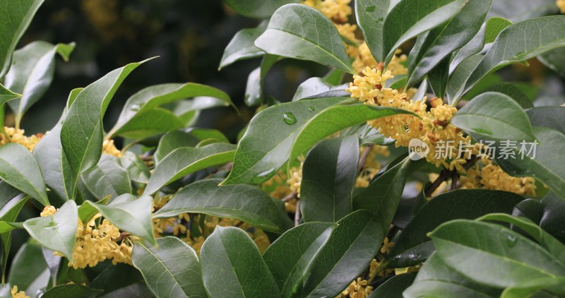 淡雅的黄色花朵桂花