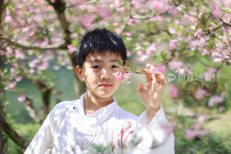 穿着汉服的小男孩站在公园海棠花树下