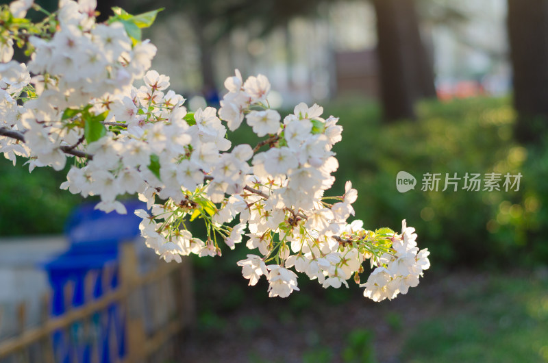 阳光下一束洁白的樱花花枝