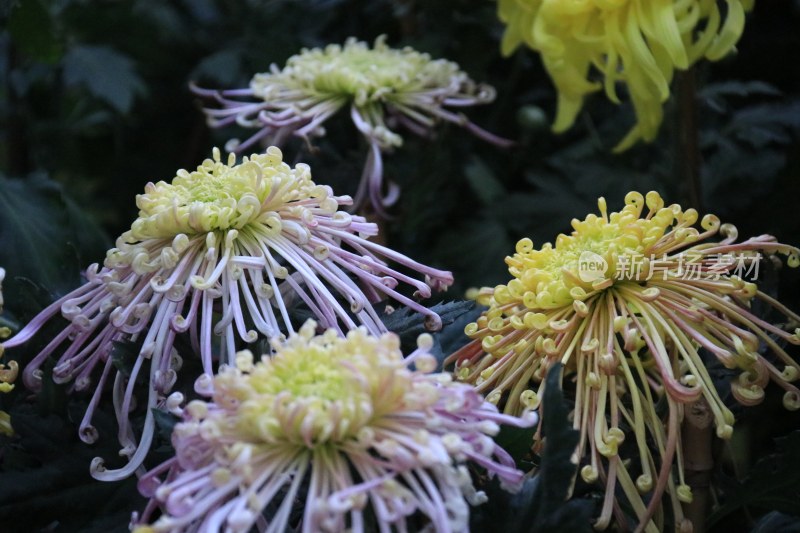 紫色菊花 黄色菊花 丝菊 7689