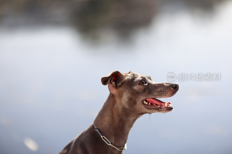 坐在湖边的意大利小灵缇犬