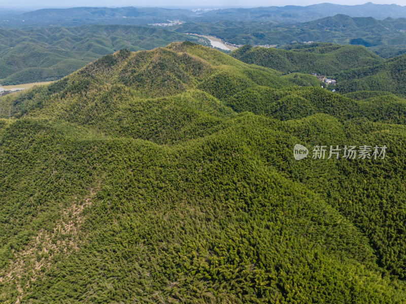 晴天航拍乡村漫山遍野的竹海、光影交错