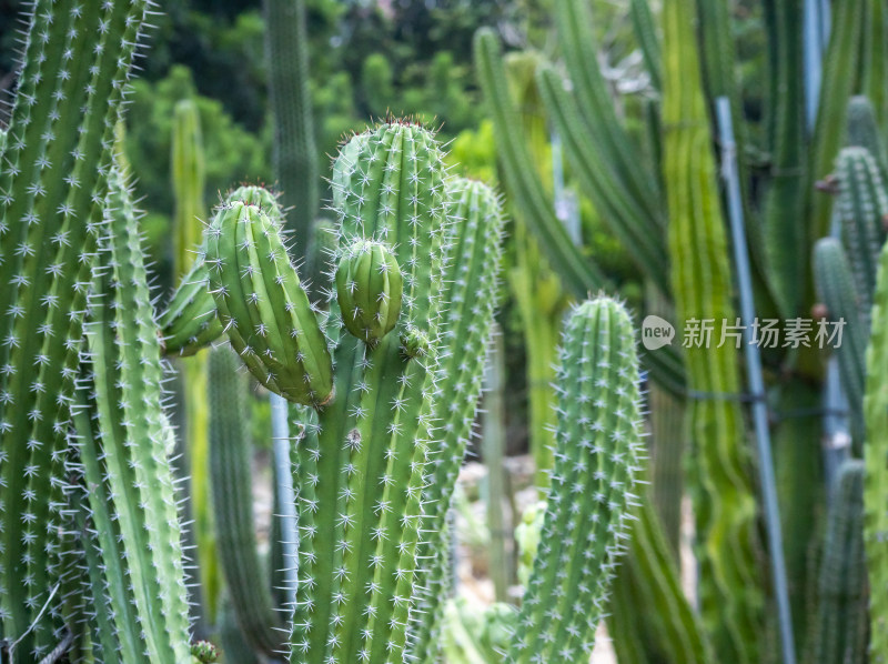 沙地生长着仙人掌，园林景观绿植