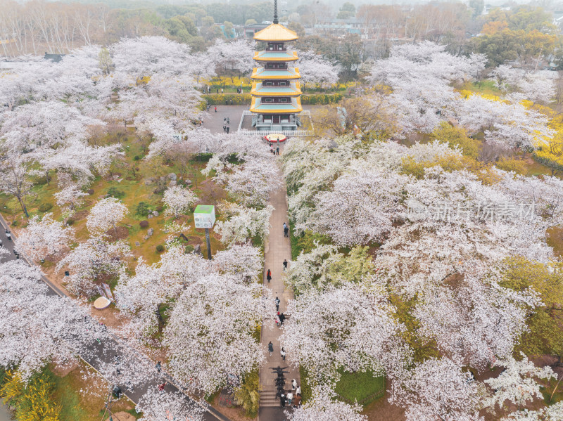 武汉东湖磨山樱花园樱花盛开