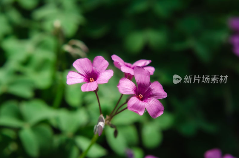 微距粉色小花特写