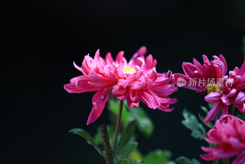 杭州植物园菊花展盛开的玫红色菊花特写