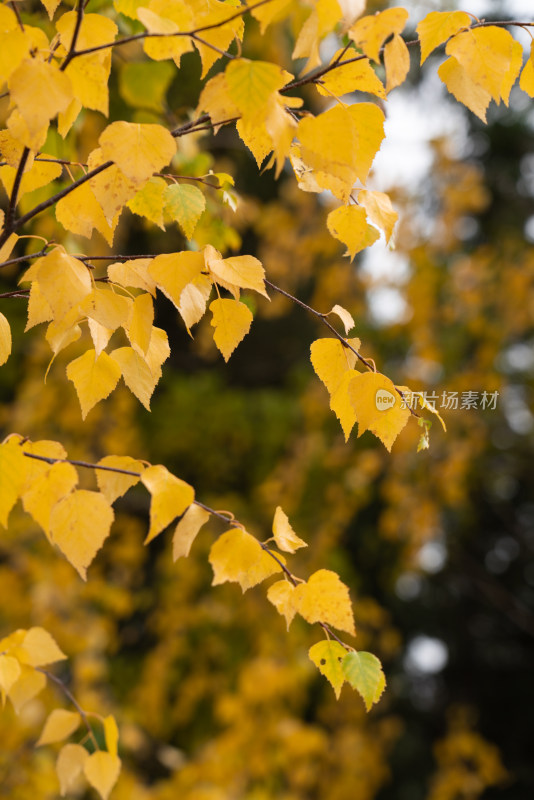 秋天金黄色的白桦树叶
